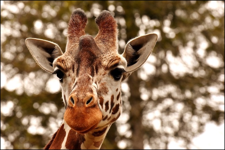 Giraffe face in front of trees